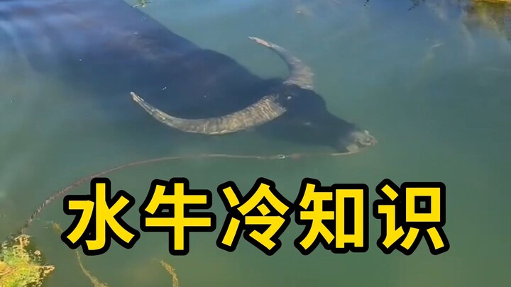 水牛冷知识，吃东西会突然停下来！