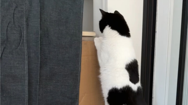 I can smell the kittens!