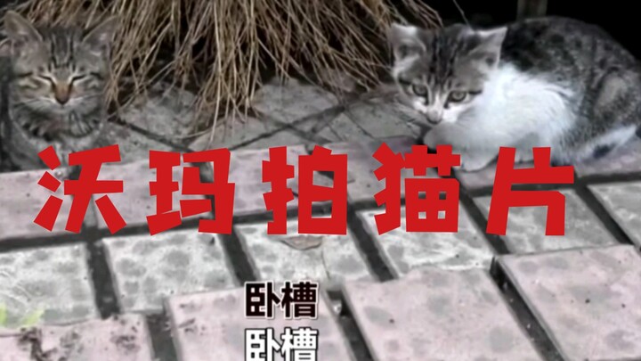 نادر جدًا! وارما يقول "ووتشاو"، من لا يشاهده سيندم!