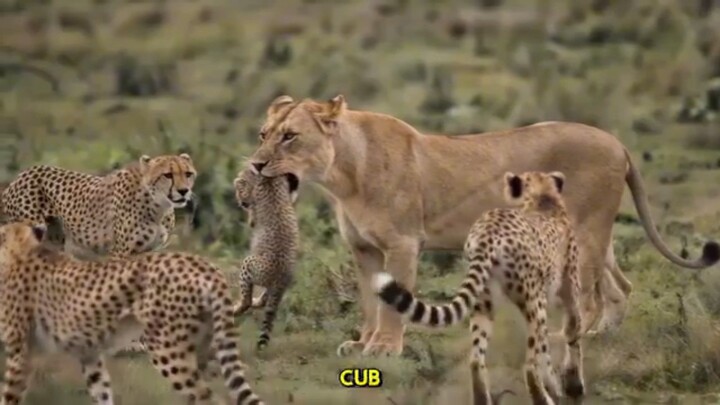 wow Best video