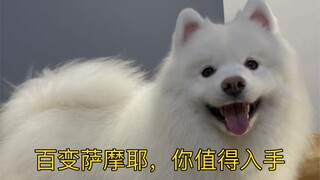 A versatile Samoyed—you deserve to have one! Go ahead, compliment me...