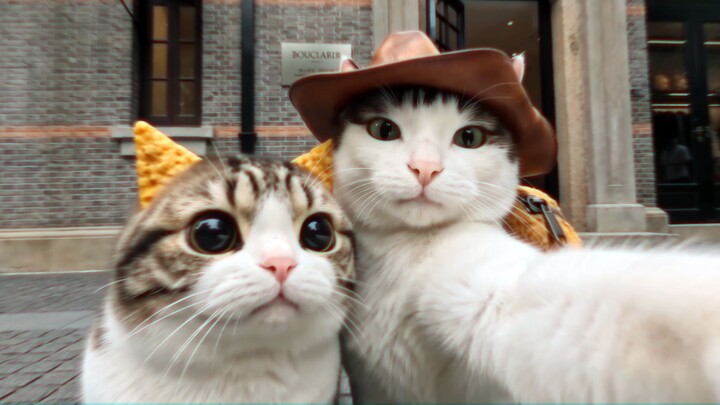 🔥Cat's Holiday Trip: Shanghai Edition🔥