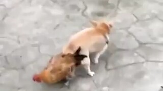 Anjing ini benar-benar seekor anjing, kasihan ayamnya