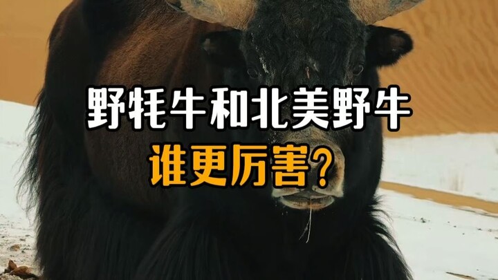 Which is stronger, the wild yak or the American bison?