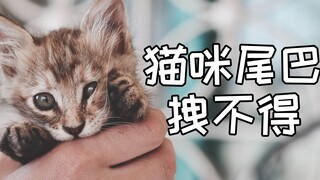 猫咪的尾巴为什么不能拽？