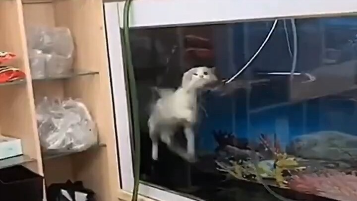 What happens when a cat falls into the water?