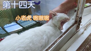 流浪猫搬进我家【第十四天】