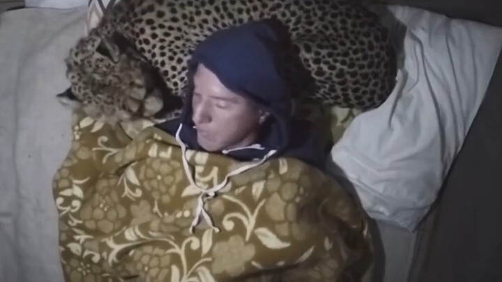 Person: I’ll keep you warm. Cheetah: I’ll save your life.