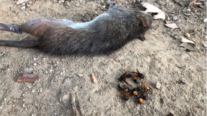 (Not for the faint of heart) Bee vs. rat showdown: hornets launch a furious attack—never again will 