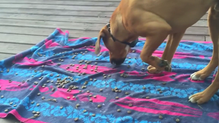 โคตรฮา !!!! รวมคลิปสุนัขโง่ตลกๆ