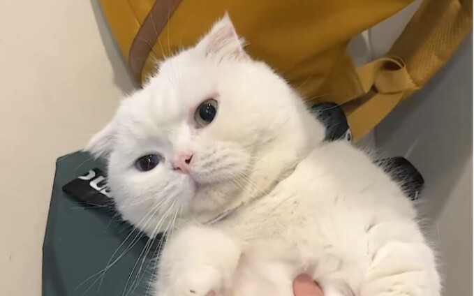 Apa yang akan terjadi kalau tiba-tiba memukul kucing saat sedang mengelusnya?