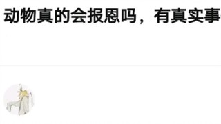 My Wonderful Story with Animals