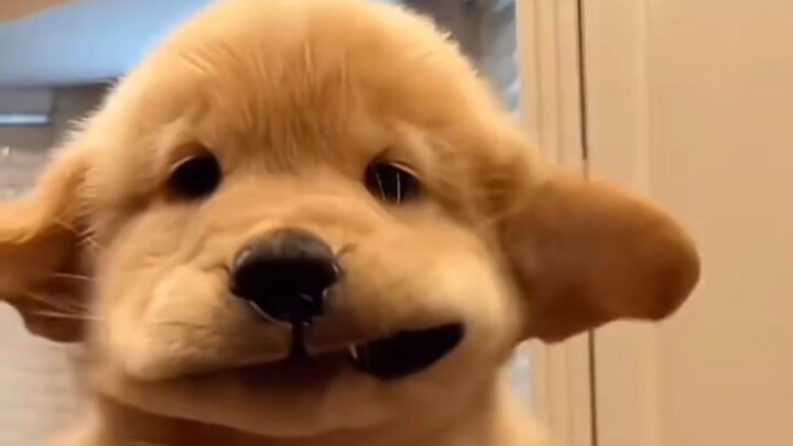 Clumsy Repair Dog Heals the World