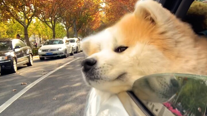 Akhirnya bisa mengajak si anjing jalan-jalan, ia sangat senang sampai menjulurkan kepala ke luar