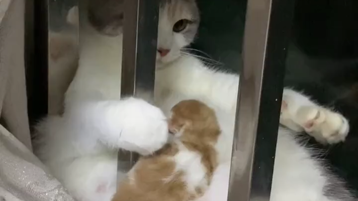 Little animals with their babies are just so cute!