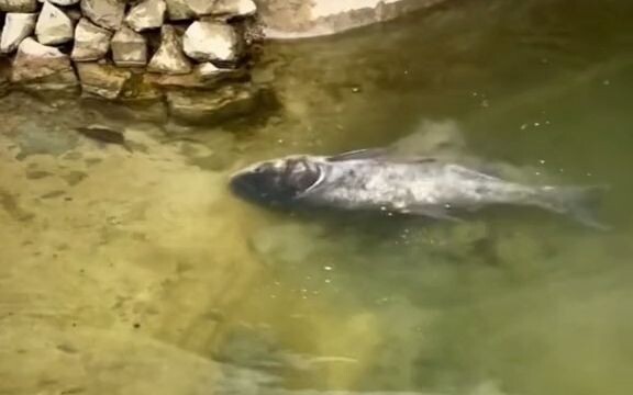 A boy tossed firecrackers into his family’s fish pond—and suddenly the fish started flipping…