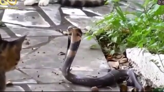 15 Khoảnh Khắc Hài Hước  Bá Đạo Của Loài MèoChúng Nó Xâm Chiếm Trái đất