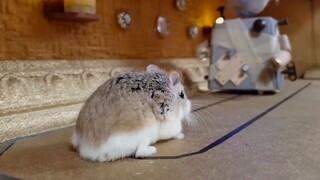 ภารกิจของหนูแฮมสเตอร์ EP 328