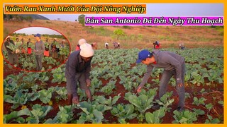 Bản Santo Antonio Tập 6 || Vườn Rau Xanh Mướt Của Đội Nông Nghiệp Đã Đến Ngày Thu Hoạch