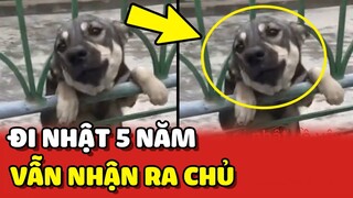 Bất ngờ chú chó vẫn nhận ra chủ sau khi đi Nhật 5 năm ❤️ | Yêu Lu