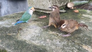 Kapan pun muncul, burung ini selalu tampak mesum.