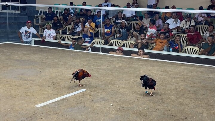 Sabong matina roundhead tukong lang ang baon