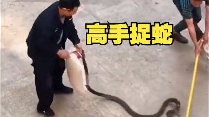 So this is how experts catch snakes?