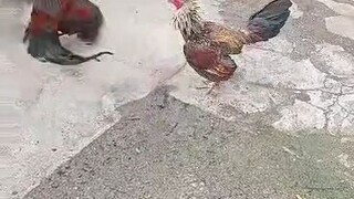 spar muna ng sbr
