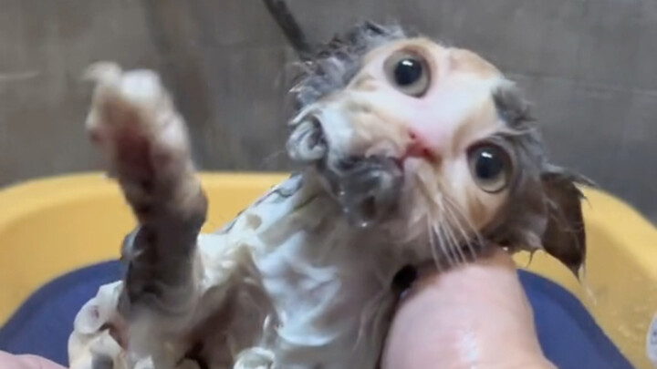 Dezi’s New Friend: The Feline Beauty—Tri-Color Selkirk Rex with Thread-Like Fur