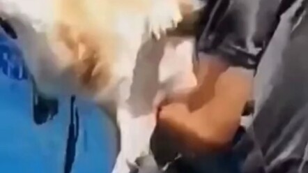 Anjing: Punya kamu benar-benar bikin aku nggak bisa nolak.