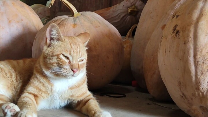 Cat: It’s not hot here, only 40°C
