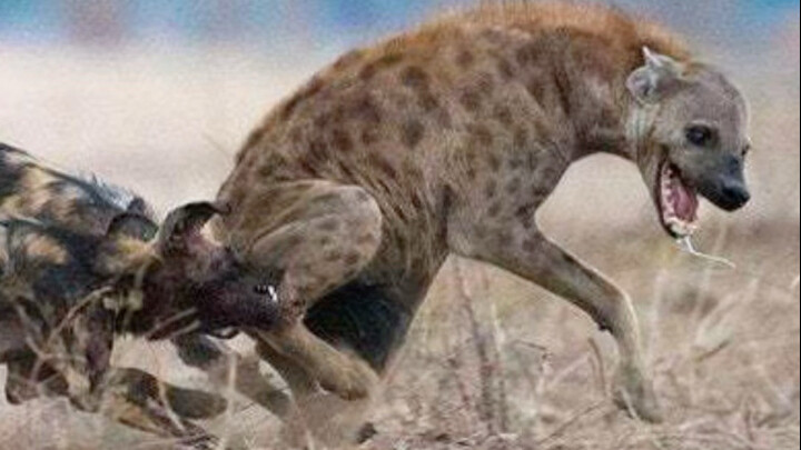 Spotted Hyena: An animal with a "pseudo-*," making childbirth unbelievably difficult!