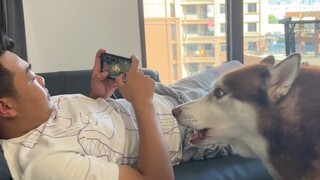 The owner was busy playing games and had no time to feed the Husky, so the Husky got so angry that h