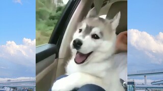 CUTE PET #น่ารัก&ตลก #5555+