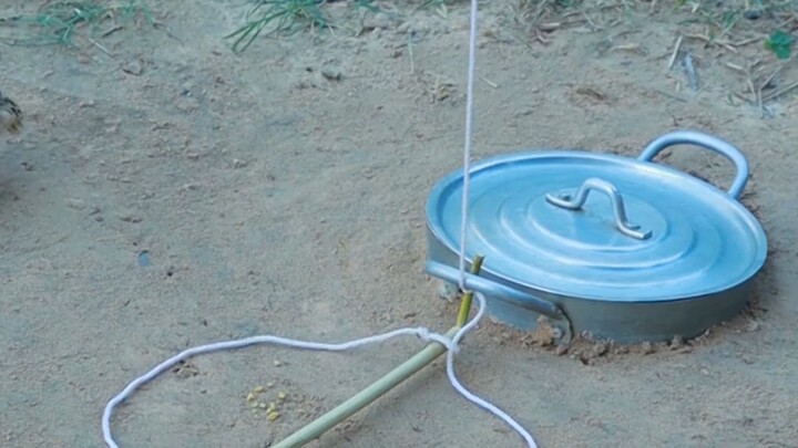 [World Curiosities Commentary] Video is loading—hurry and check out the surprise!