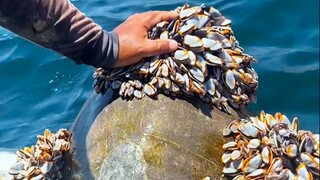 海龟：谢谢你，人类！