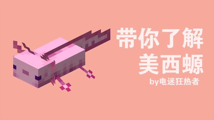 A Beginner’s Guide to Axolotls