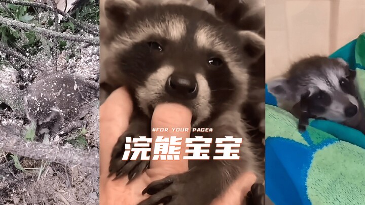Tak disangka, bayi rakun juga bisa mengeluarkan suara dengkuran kucing 🦝