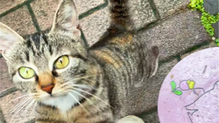 这世间最好的默契大概是我带着猫粮你们正好在等我