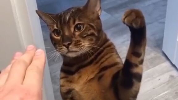 Video Funny Cat