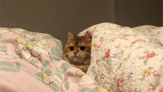 [Gold Gradient] Kucing tidak bisa menyalakan selimut listrik