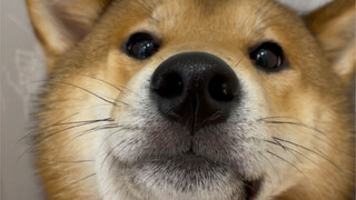 Anak laki-laki kesayangan ibu (Rencana Pelarian)