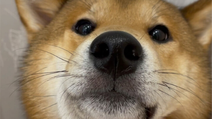 妈妈的好大儿（逃跑计划）