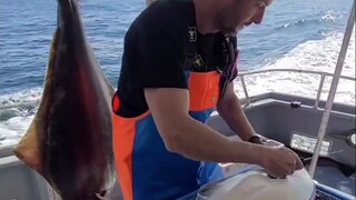 Professional-level fish slaughtering tutorial, remove the white meat with a knife