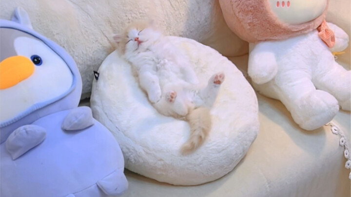 关于我家猫从小就注意隐私这件事