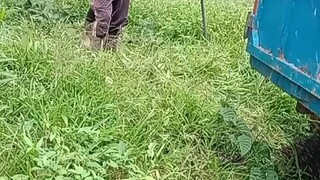 pejuang tandang berduri