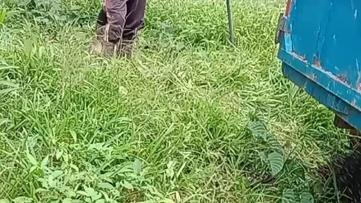 pejuang tandang berduri