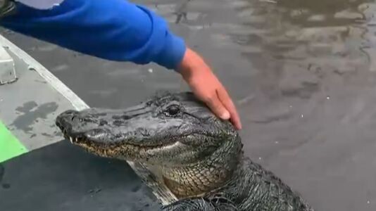 Cuma karena sepotong paha ayam sudah langsung terbeli—ini kan anjing rawa banget!