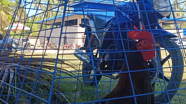Gull x Claret (2nd fight) (san andres quezon cockpit arena)