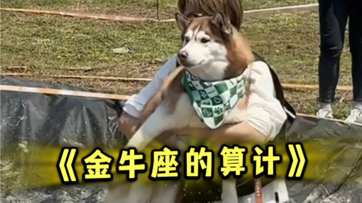 คนรักความสะอาดเลี้ยงสุนัข รักกันยาวนานตลอดไป